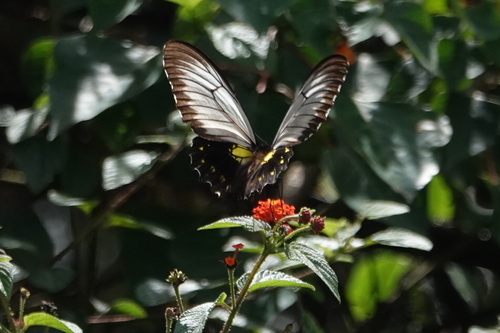 Borneo Birdwing