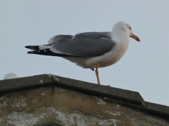 Larus michahellis