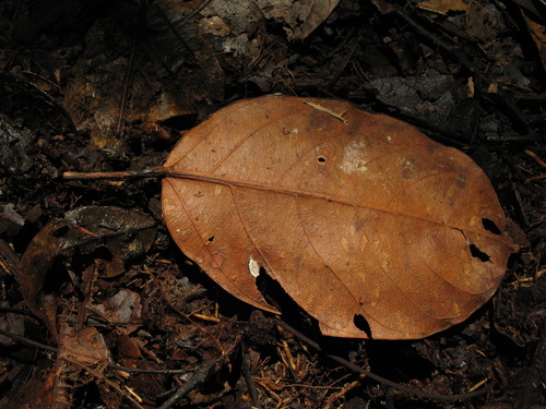 Micrandra