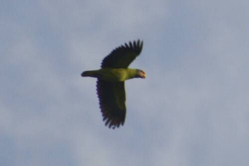 Red-tailed Amazon (Amazona brasiliensis), photo 3