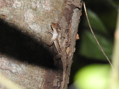 Anolis lemurinus