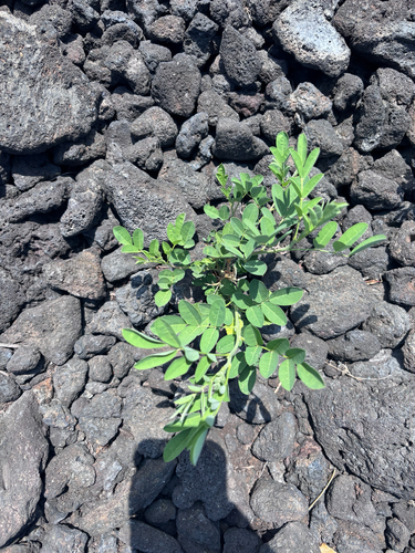 Indigofera suffruticosa observed 2026-06-30