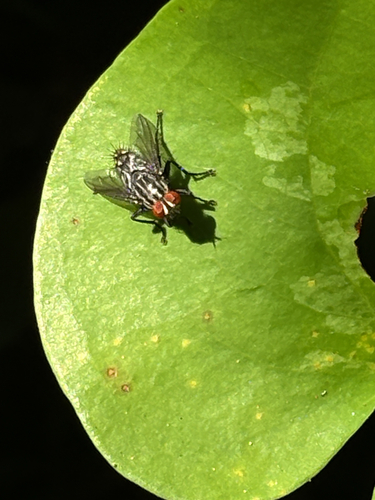 Featured image for “Bot Flies, Blow Flies, and Allies”