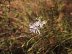 Dianthus broteri, photograph (c) Duarte Frade, some rights reserved (CC BY)