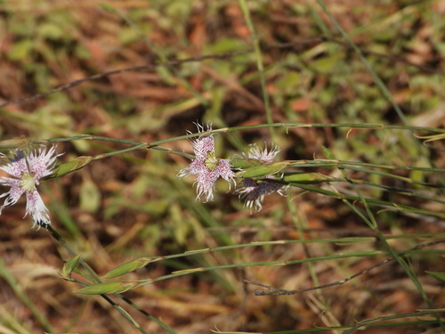 Dianthus broteri, photograph 6