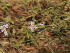 Dianthus broteri, photograph (c) Duarte Frade, some rights reserved (CC BY)