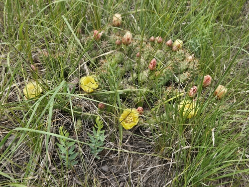Brittle Pricklypear