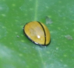 Oenopia cuneata