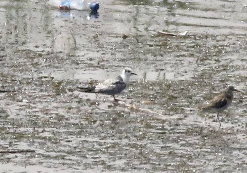 iNaturalist image