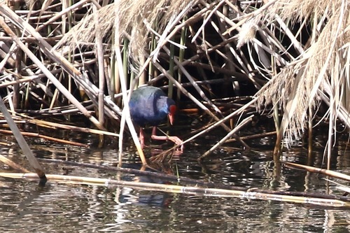 iNaturalist image
