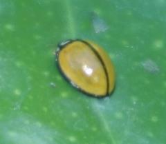 Oenopia cuneata