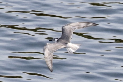 iNaturalist image