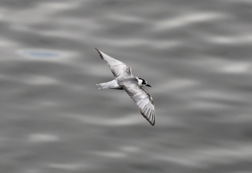 iNaturalist image