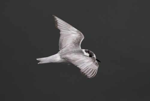 iNaturalist: (c) John Bruin, some rights reserved (CC BY-NC), uploaded by John Bruin iNaturalist image