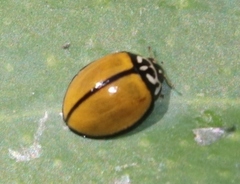 Oenopia cuneata