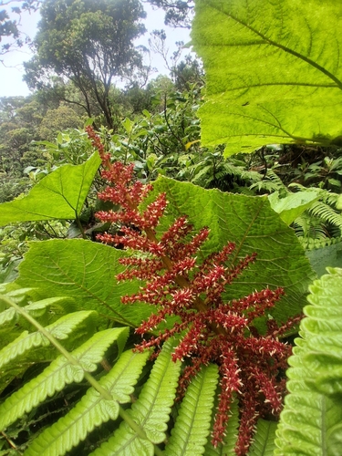 Gunnera kauaiensis observed 2026-07-01