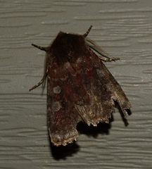 Orthosia rubescens