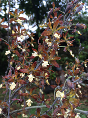 Prosthechea michuacana