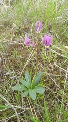 Dodecatheon