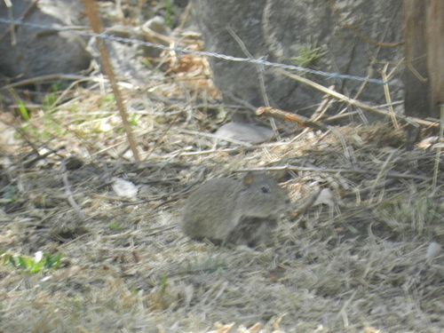 Cavia tschudii
