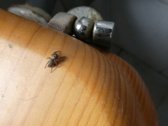 Araneae