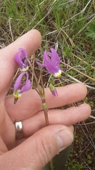 Dodecatheon