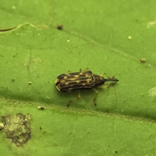 Sumitrosis inaequalis
