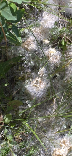 Antennaria microphylla observed 2026-07-06