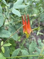 Aquilegia elegantula, photograph (c) colinpena, some rights reserved (CC BY)