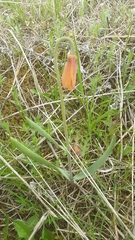 Fritillaria pudica