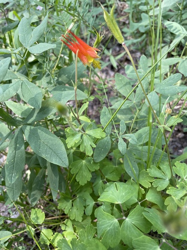 Aquilegia elegantula, photograph 3