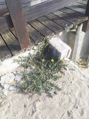 Oenothera mollissima