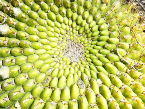 Image of Lobivia bruchii by (c) Leonel Roget, some rights reserved (CC BY)