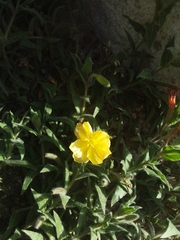 Oenothera mollissima