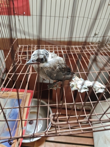 Azure-winged Magpie