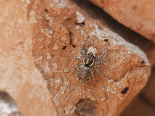 Half-edged Wall Jumping Spider