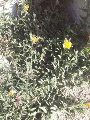 Oenothera mollissima