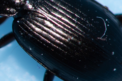 Agonum fuliginosum