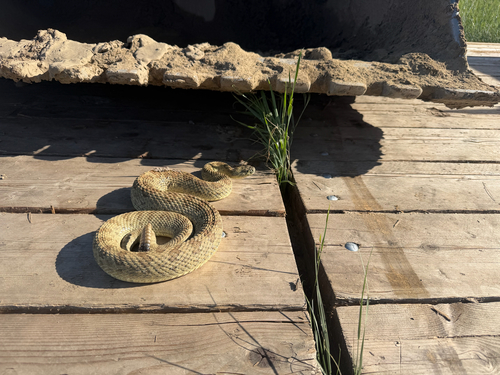 Prairie Rattlesnake
