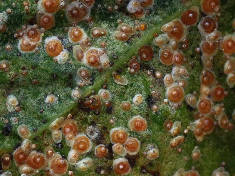 Jeg er stolt Ønske Min California red scale (Scale insects of SW Australia) · iNaturalist