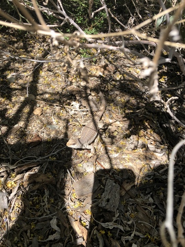 iNaturalist observation photo of Desert Iguana