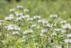 Monarda lindheimeri