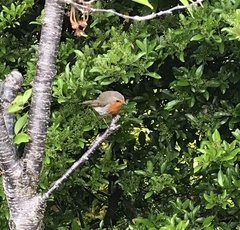 Erithacus rubecula
