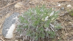 Astragalus gilviflorus
