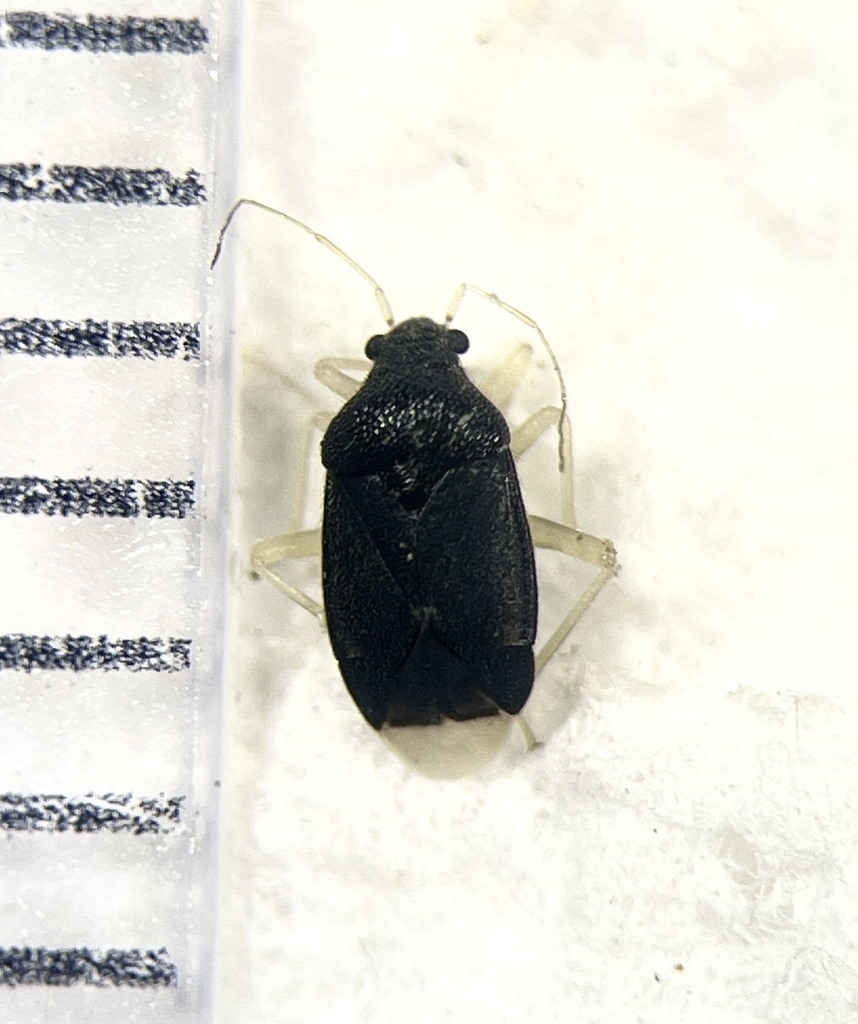 Sixeonotus insignis