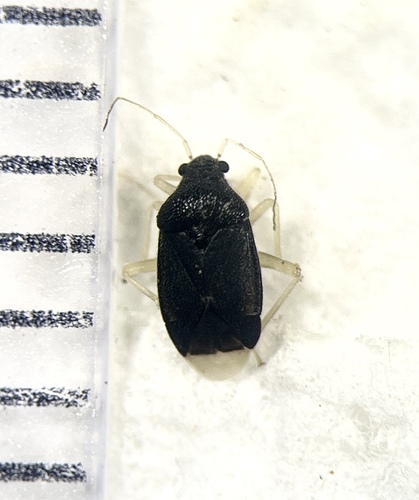 Sixeonotus insignis