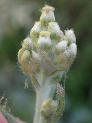 Helichrysum luteoalbum