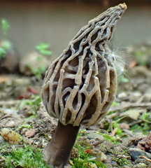 Morchella rufobrunnea