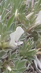 Astragalus gilviflorus