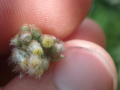 Helichrysum luteoalbum